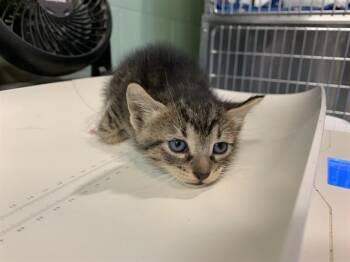 Domestic Short Hair Cats Available for Adoption in Grand Prairie, Texas - MOON | PetCurious