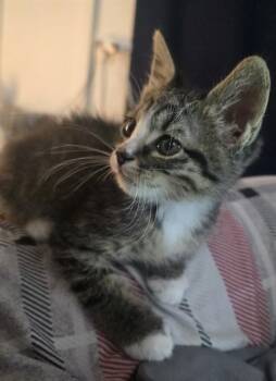 BUNNY -  Domestic Short Hair Cat for Adoption in Colorado Springs, Colorado - BUNNY | PetCurious