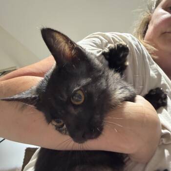 Grumpy -  Domestic Short Hair Cat for Adoption in Courtenay, British Columbia - Grumpy | PetCurious