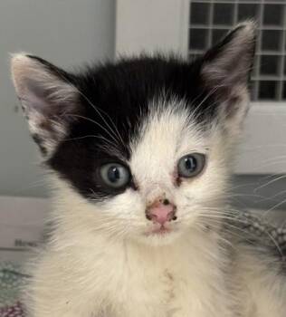 Becky 551-26 -  Domestic Short Hair Cat for Adoption in Cumming, Georgia - Becky 551-26 | PetCurious