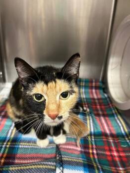 Ivy -  Domestic Short Hair Cat for Adoption in Fruit Heights, Utah - Ivy | PetCurious