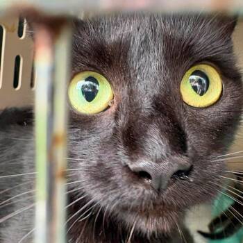 Wednesday -  Domestic Short Hair Cat for Adoption in Johnstown, Pennsylvania - Wednesday | PetCurious