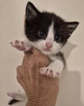 BELLA C -  Domestic Short Hair and Maine Coon Cat for Adoption in Sardinia, Ohio - BELLA C | PetCurious