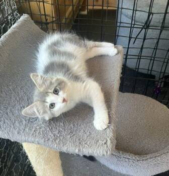 Wilma -  Domestic Long Hair Cat for Adoption in Kenosha, Wisconsin - Wilma | PetCurious