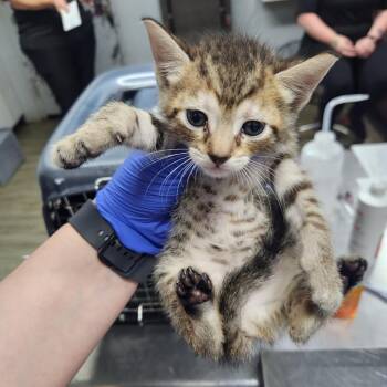 Domestic Short Hair Cats Available for Adoption in Summerville, South Carolina - Hayley | PetCurious