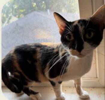 Reeses -  Domestic Short Hair Cat for Adoption in Dalzell, Illinois - Reeses | PetCurious
