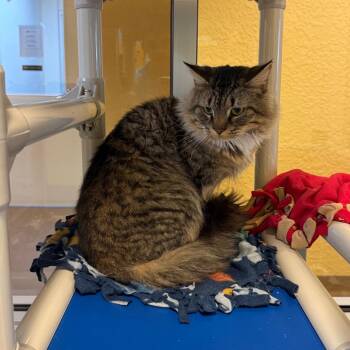 Baloo -  Domestic Long Hair Cat for Adoption - Baloo | PetCurious