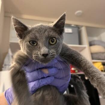 Pooka -  Domestic Short Hair Cat for Adoption in Kanab, Utah - Pooka | PetCurious