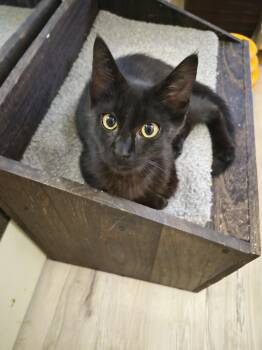 C338 Litter Levi -  Domestic Short Hair Cat for Adoption in Livonia, Michigan - C338 Litter Levi | PetCurious