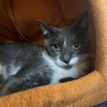 Rescue Domestic Short Hair Cats for Adoption in Los Angeles, California - Charlotte's Website | PetCurious
