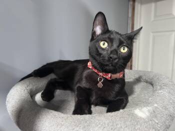 Ozzy -  Domestic Short Hair Cat for Adoption in Burnaby, British Columbia - Ozzy | PetCurious
