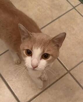 Colby -  Domestic Short Hair Cat for Adoption in Tulsa, Oklahoma - Colby | PetCurious