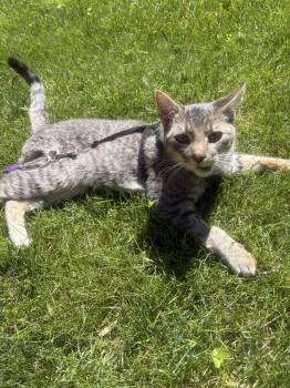 Chance (fka Armin) -  Domestic Short Hair Cat for Adoption in Chicago, Illinois - Chance (fka Armin) | PetCurious