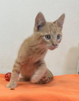 Elmo - Orange Kitten - #16 -  Domestic Short Hair Cat for Adoption in Mitchell, South Dakota - Elmo - Orange Kitten - #16 | PetCurious