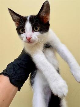 COOKIE -  Domestic Short Hair Cat for Adoption in Tustin, California - COOKIE | PetCurious