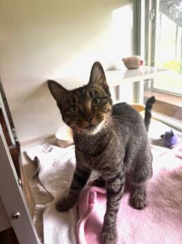 Rescue Domestic Short Hair Cats for Adoption in Hutchinson, Minnesota - Betty | PetCurious