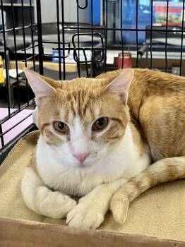 Domestic Short Hair Cats Available for Adoption - Ripley SH | PetCurious