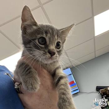 Hoku -  Domestic Short Hair and Tabby Cat for Adoption in Washington, District Of Columbia - Hoku | PetCurious