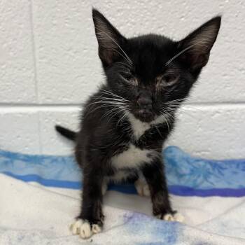 Javadi -  Domestic Short Hair Cat for Adoption in Spruce Pine, North Carolina - Javadi | PetCurious