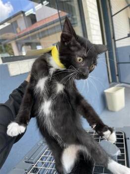 YELLOW -  Domestic Short Hair Cat for Adoption in Houston, Texas - YELLOW | PetCurious