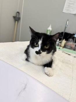 Domestic Short Hair Cats Available for Adoption in Lafayette, Indiana - Magnolia | PetCurious