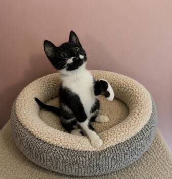 Party Cake Peep -  Domestic Short Hair Cat Available for Adoption in Belchertown, Massachusetts - Party Cake Peep | PetCurious