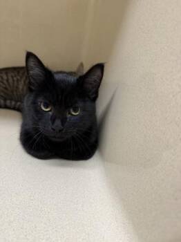 Hadley -  Domestic Short Hair Cat for Adoption in Pequot Lakes, Minnesota - Hadley | PetCurious