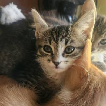 Domestic Short Hair Cats Available for Adoption in Candler, North Carolina - Leanna | PetCurious