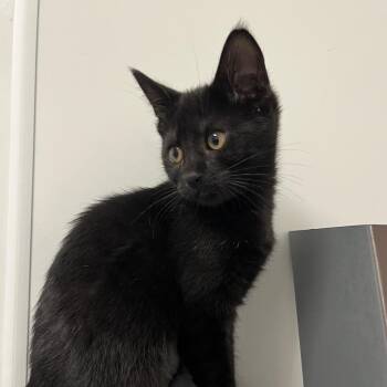Daphne -  Domestic Short Hair Cat for Adoption in West Palm Beach, Florida - Daphne | PetCurious