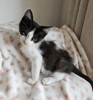 Domestic Short Hair Cats Available for Adoption in Liverpool, Texas - Groot | PetCurious