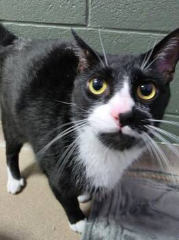 Taz -  Domestic Short Hair Cat for Adoption in New Cumberland, West Virginia - Taz | PetCurious