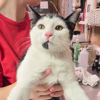 Unus -  Domestic Short Hair Cat for Adoption in Leander, Texas - Unus | PetCurious