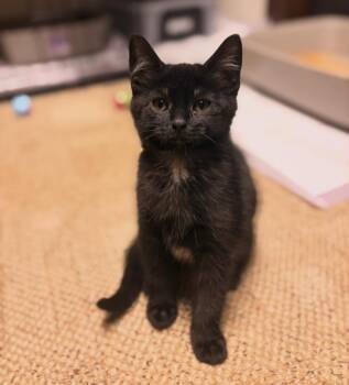 Tootsie Roll -  Domestic Short Hair Cat for Adoption in Austintown, Ohio - Tootsie Roll | PetCurious