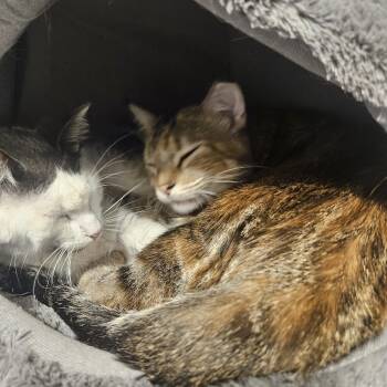 Boomer and Sweetpea -  Tabby Cat for Adoption in Saint Francis, Minnesota - Boomer And Sweetpea | PetCurious