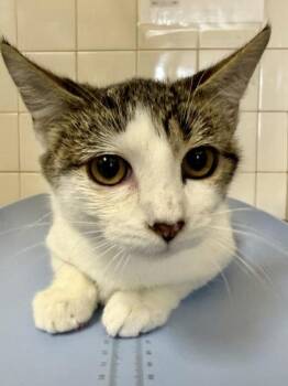 Domestic Short Hair Cats Available for Adoption - Divina | PetCurious