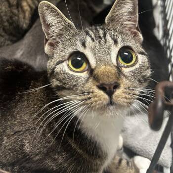 Domestic Short Hair Cats Available for Adoption in Philadelphia, Pennsylvania - Sidios | PetCurious