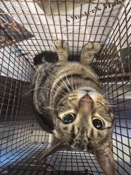 Domestic Short Hair Cats Available for Adoption - MUNCH | PetCurious