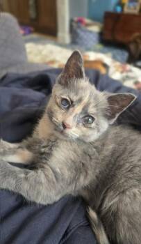 Gypsy -  Dilute Tortoiseshell Cat for Adoption in Ottawa Hills, Ohio - Gypsy | PetCurious