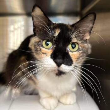 Calypso -  Domestic Medium Hair Cat for Adoption in Palm Harbor, Florida - Calypso | PetCurious