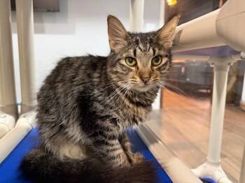 Ember -  Cornish Rex Cat for Adoption in Powell, Ohio - Ember | PetCurious