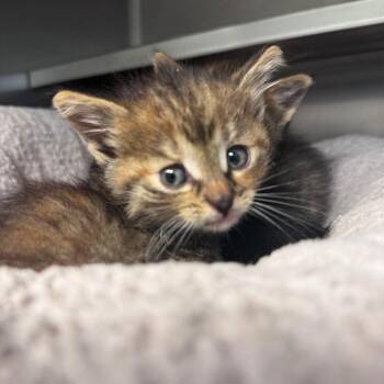 Burr Buttercup -  Domestic Short Hair Cat for Adoption in South Haven, Michigan - Burr Buttercup | PetCurious