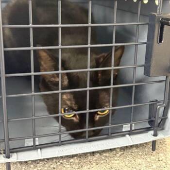 Boo -  Domestic Short Hair Cat for Adoption in Lake Havasu City, Arizona - Boo | PetCurious