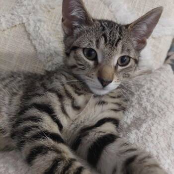 Duckie -  Domestic Short Hair Cat for Adoption in Huntsville, Alabama - Duckie | PetCurious