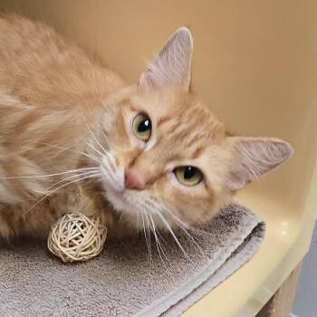 Domestic Short Hair Cats Available for Adoption in East Hanover, New Jersey - Duchess | PetCurious