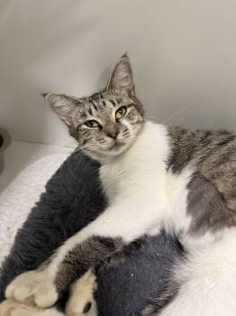Rescue Domestic Short Hair Cats for Adoption in INDN HBR BCH, Florida - Billy Jean | PetCurious