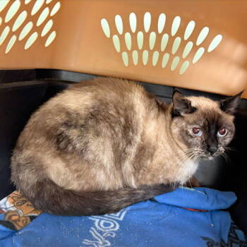 Rescue Siamese Cats for Adoption in Rutherfordton, North Carolina - Little Barnes | PetCurious