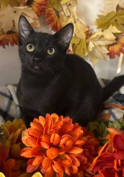 Rescue Domestic Short Hair Cats for Adoption in Stillwater, Oklahoma - 8/20/25 - Crystal | PetCurious