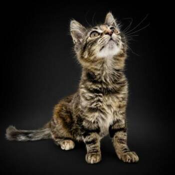 Raven -  Domestic Medium Hair and Domestic Short Hair Cat for Adoption in Bowling Green, Kentucky - Raven | PetCurious