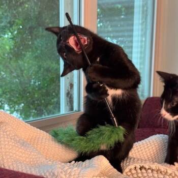 Stardust -  Domestic Short Hair Cat for Adoption in Cary, North Carolina - Stardust | PetCurious