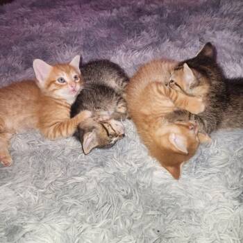 Rescue Domestic Short Hair Cats for Adoption in South Elgin, Illinois - Dorito - Home To Home | PetCurious